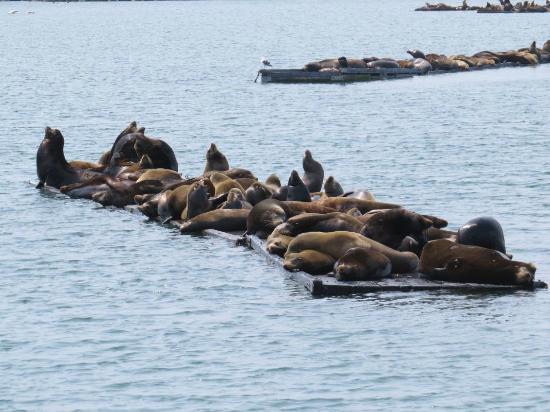Crescent City Harbor